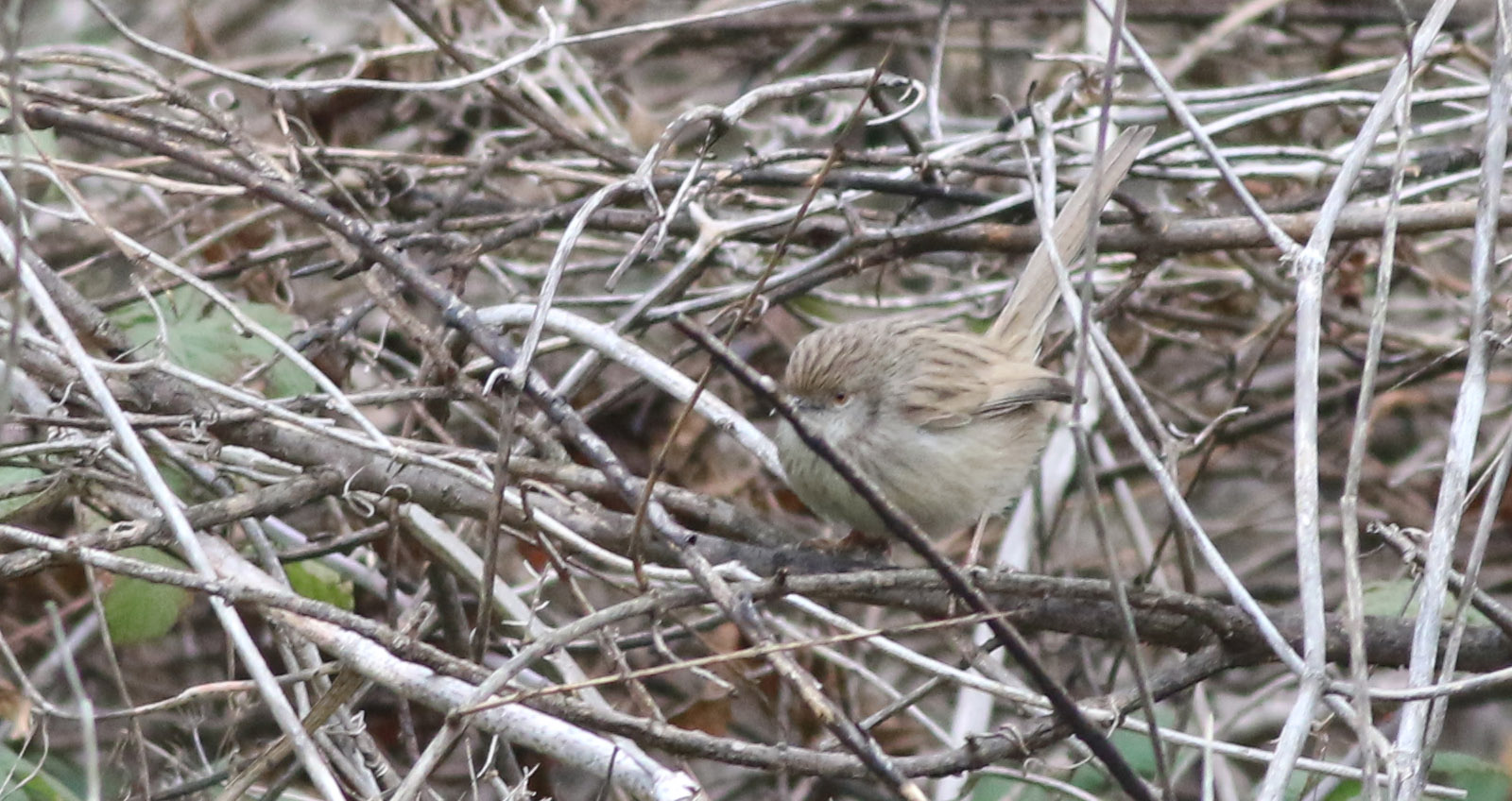 Graceful Prinia